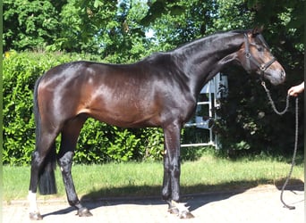 Koń hanowerski, Ogier, 2 lat, 168 cm, Ciemnogniada