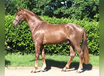 Koń hanowerski, Ogier, 2 lat, 168 cm, Ciemnokasztanowata