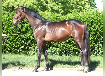 Koń hanowerski, Ogier, 2 lat, 168 cm, Gniada