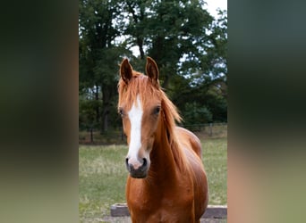 Koń hanowerski, Ogier, 2 lat, 169 cm, Kasztanowata