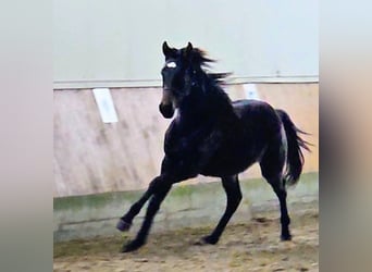 Koń hanowerski, Ogier, 2 lat, 170 cm, Ciemnogniada