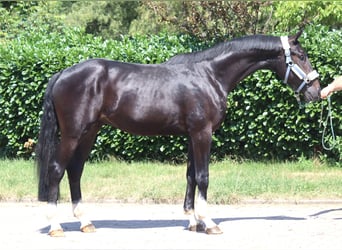 Koń hanowerski, Ogier, 2 lat, 170 cm, Kara