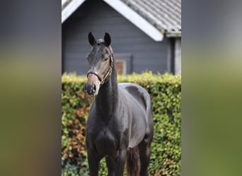 Koń hanowerski, Ogier, 2 lat, 170 cm, Skarogniada