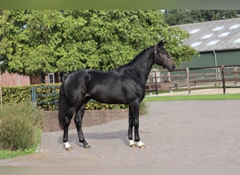 Koń hanowerski, Ogier, 2 lat, 170 cm, Skarogniada