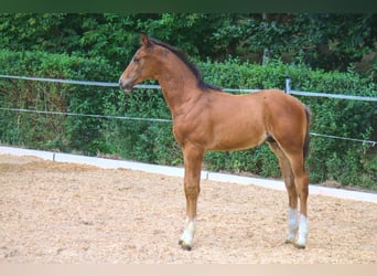 Koń hanowerski, Ogier, 2 lat, 172 cm, Ciemnogniada