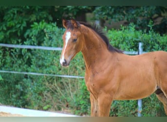 Koń hanowerski, Ogier, 2 lat, 172 cm, Ciemnogniada