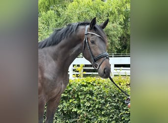 Koń hanowerski, Ogier, 2 lat, 172 cm, Skarogniada