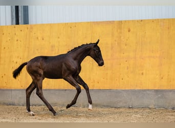 Koń hanowerski, Ogier, 2 lat, Ciemnogniada