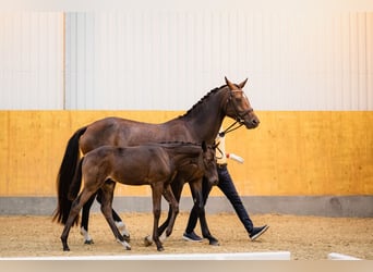 Koń hanowerski, Ogier, 2 lat, Ciemnogniada