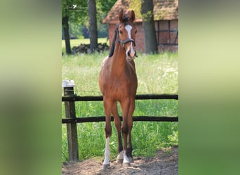 Koń hanowerski, Ogier, 2 lat, Gniada