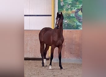 Koń hanowerski, Ogier, 2 lat, Gniada