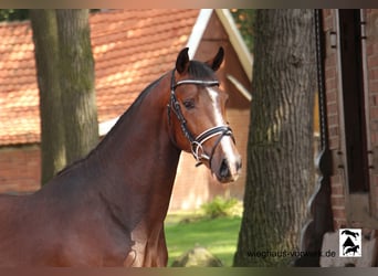 Koń hanowerski, Ogier, 2 lat