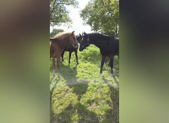 Koń hanowerski, Ogier, 2 lat, Kara