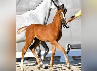 Koń hanowerski, Ogier, 2 lat, Kasztanowatodereszowata