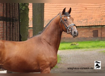 Koń hanowerski, Ogier, 2 lat
