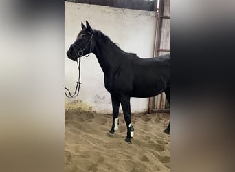 Koń hanowerski, Ogier, 3 lat, 160 cm, Kara