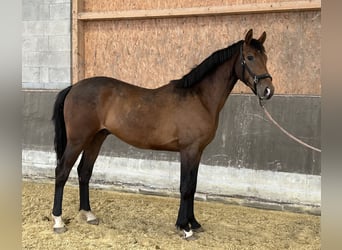 Koń hanowerski, Ogier, 3 lat, 162 cm, Gniada