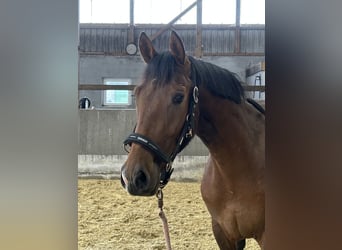 Koń hanowerski, Ogier, 3 lat, 162 cm, Gniada