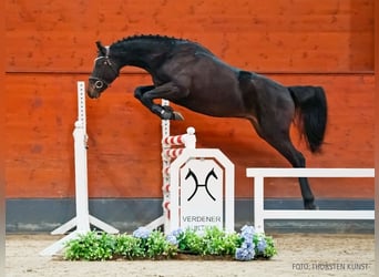Koń hanowerski, Ogier, 3 lat, 162 cm, Skarogniada