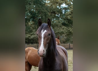 Koń hanowerski, Ogier, 3 lat, 163 cm, Ciemnogniada