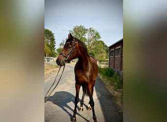 Koń hanowerski, Ogier, 3 lat, 163 cm, Gniada