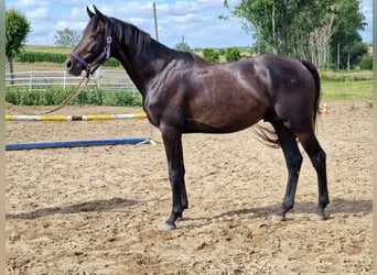 Koń hanowerski, Ogier, 3 lat, 164 cm, Ciemnogniada