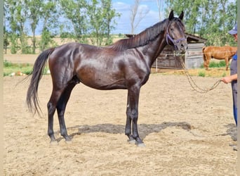 Koń hanowerski, Ogier, 3 lat, 164 cm, Ciemnogniada