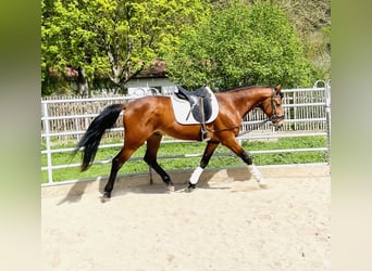 Koń hanowerski, Ogier, 3 lat, 165 cm, Gniada