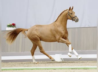 Koń hanowerski, Ogier, 3 lat, 165 cm, Kasztanowata
