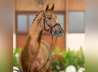 Koń hanowerski, Ogier, 3 lat, 165 cm, Kasztanowata