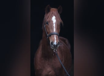 Koń hanowerski, Ogier, 3 lat, 166 cm, Ciemnokasztanowata