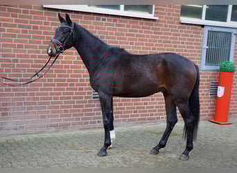 Koń hanowerski, Ogier, 3 lat, 166 cm, Gniada