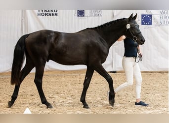 Koń hanowerski, Ogier, 3 lat, 166 cm, Kara