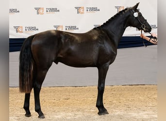 Koń hanowerski, Ogier, 3 lat, 166 cm, Kara