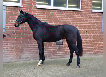 Koń hanowerski, Ogier, 3 lat, 167 cm, Ciemnogniada