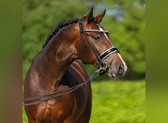Koń hanowerski, Ogier, 3 lat, 167 cm, Gniada
