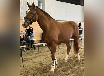 Koń hanowerski, Ogier, 3 lat, 167 cm, Kasztanowata