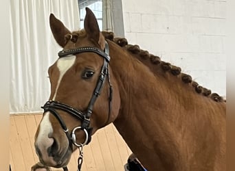 Koń hanowerski, Ogier, 3 lat, 167 cm, Kasztanowata