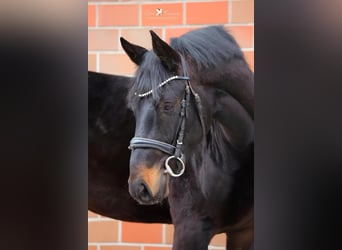 Koń hanowerski, Ogier, 3 lat, 167 cm, Skarogniada