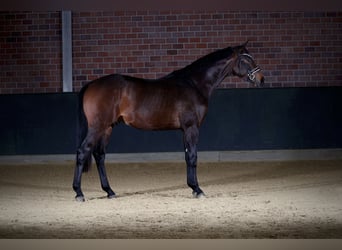 Koń hanowerski, Ogier, 3 lat, 168 cm, Ciemnogniada