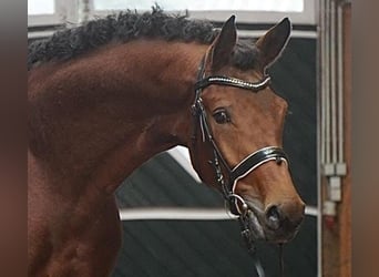 Koń hanowerski, Ogier, 3 lat, 168 cm, Gniada