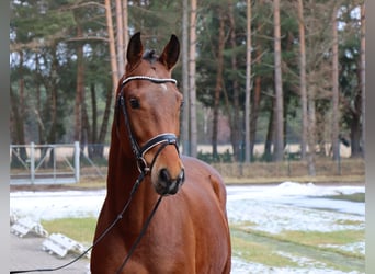 Koń hanowerski, Ogier, 3 lat, 168 cm, Gniada