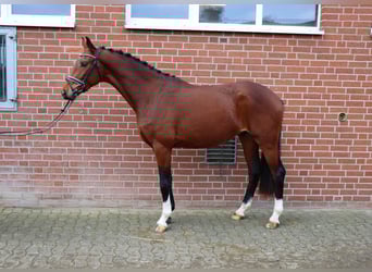 Koń hanowerski, Ogier, 3 lat, 168 cm, Gniada