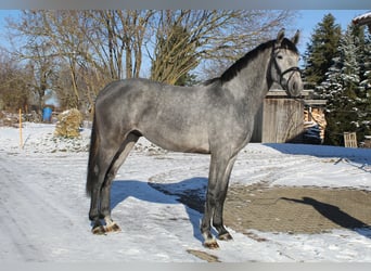 Koń hanowerski, Ogier, 3 lat, 168 cm, Karosiwa