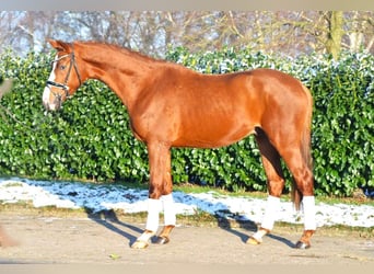 Koń hanowerski, Ogier, 3 lat, 170 cm, Ciemnokasztanowata
