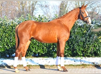 Koń hanowerski, Ogier, 3 lat, 170 cm, Ciemnokasztanowata