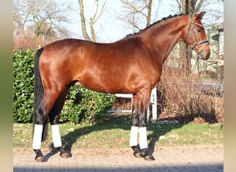 Koń hanowerski, Ogier, 3 lat, 170 cm, Gniada