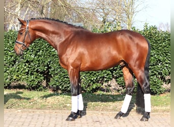 Koń hanowerski, Ogier, 3 lat, 170 cm, Gniada