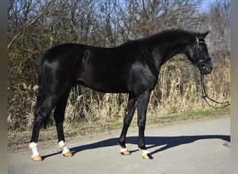 Koń hanowerski, Ogier, 3 lat, 170 cm, Kara