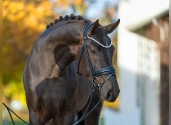 Koń hanowerski, Ogier, 3 lat, 170 cm, Kasztanowata